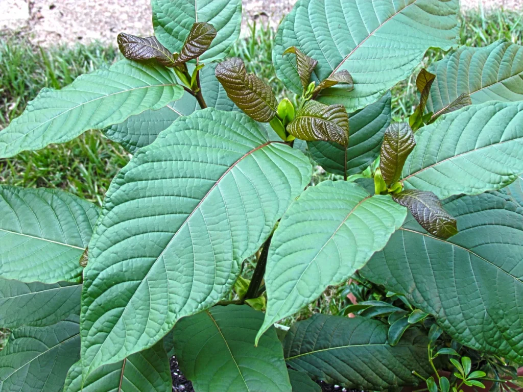 where to buy kratom online