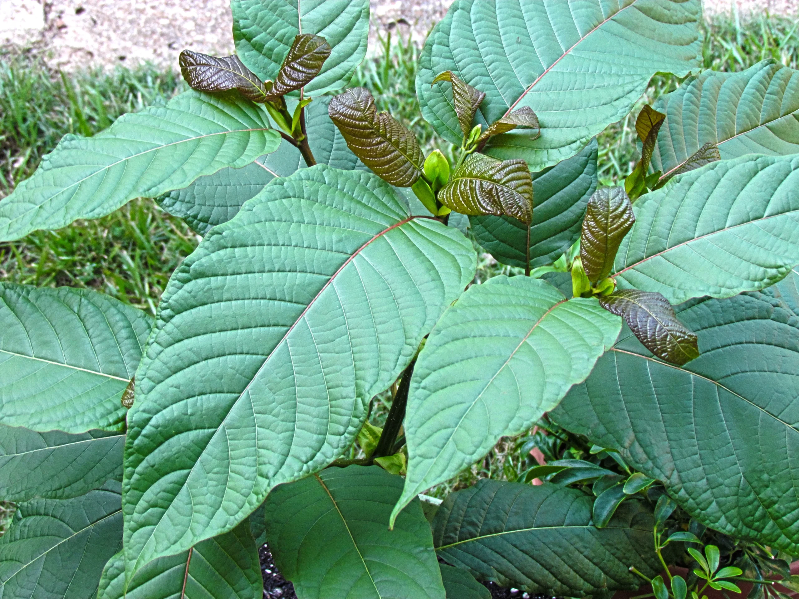 Kratom Strains